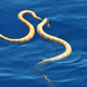 Image for article titled Supposedly Extinct Sea Snakes Spotted Off the Coast of Australia